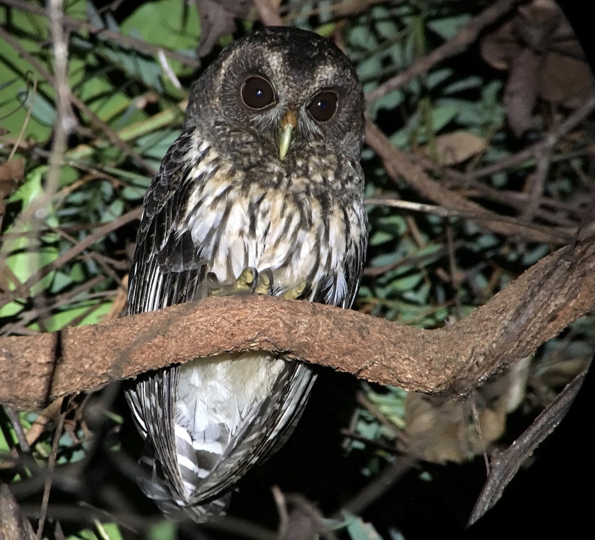 Mottled Owl - Sharon Stiteler