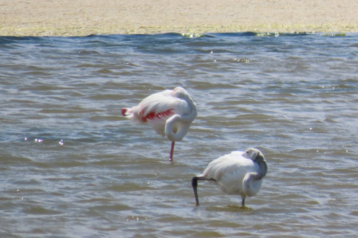 Greater Flamingo - ML464453491
