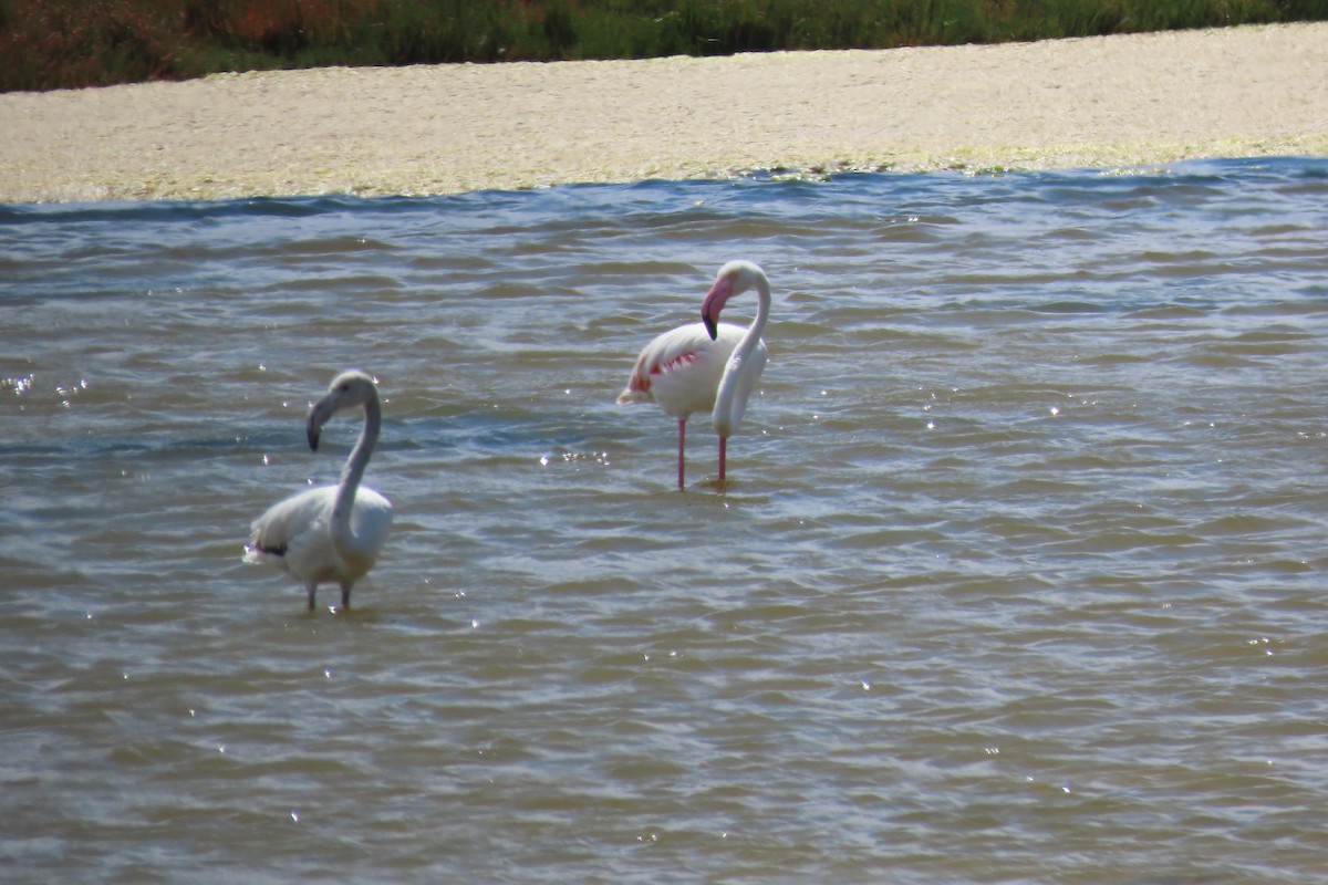 Greater Flamingo - ML464453551