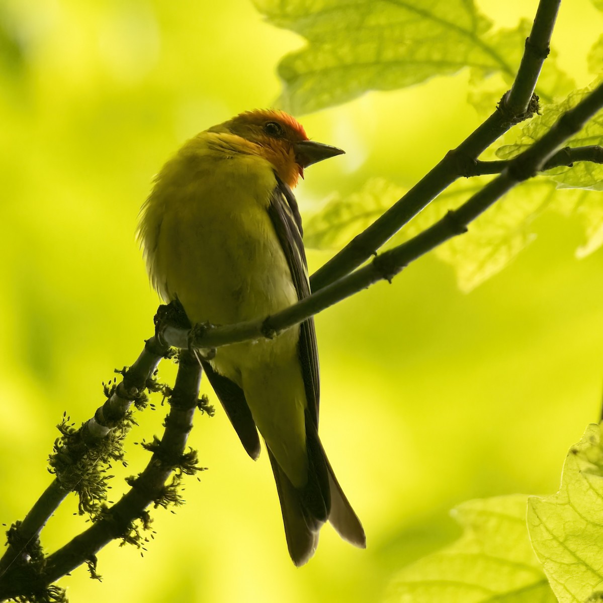 Western Tanager - ML464458341