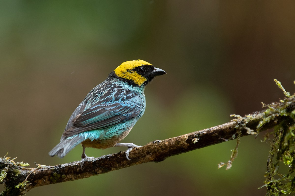 Saffron-crowned Tanager - ML464459511