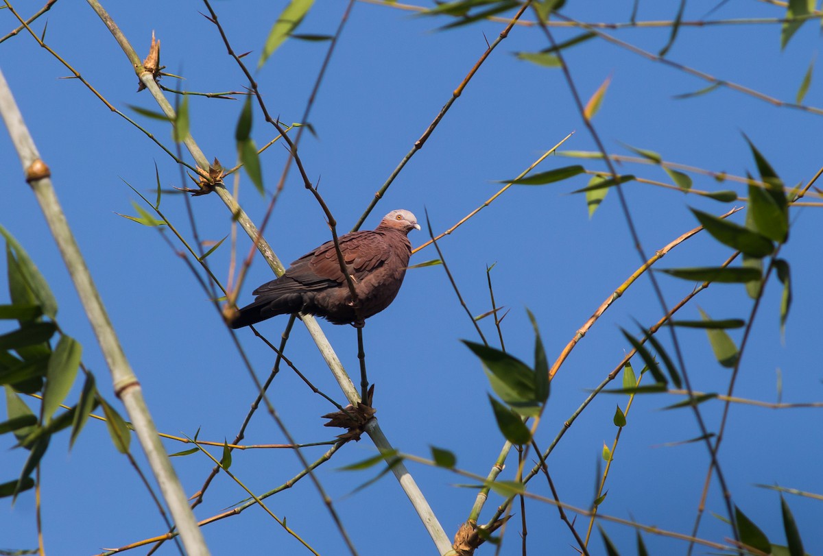 Pale-capped Pigeon - ML464464461