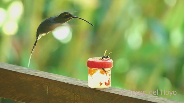 kolibřík šedobřichý - ML464465291