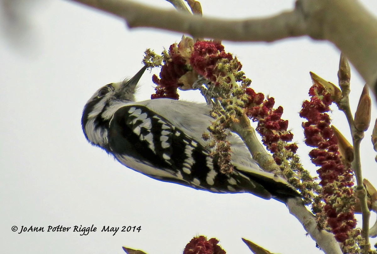 strakapoud osikový (ssp. pubescens/medianus) - ML46446801