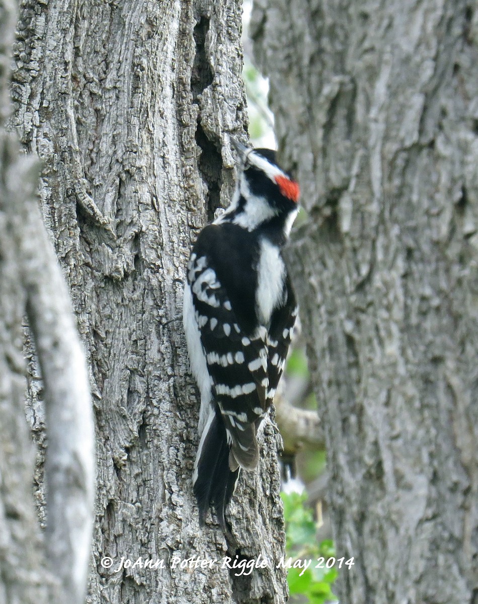 Downy Woodpecker (Eastern) - ML46446831