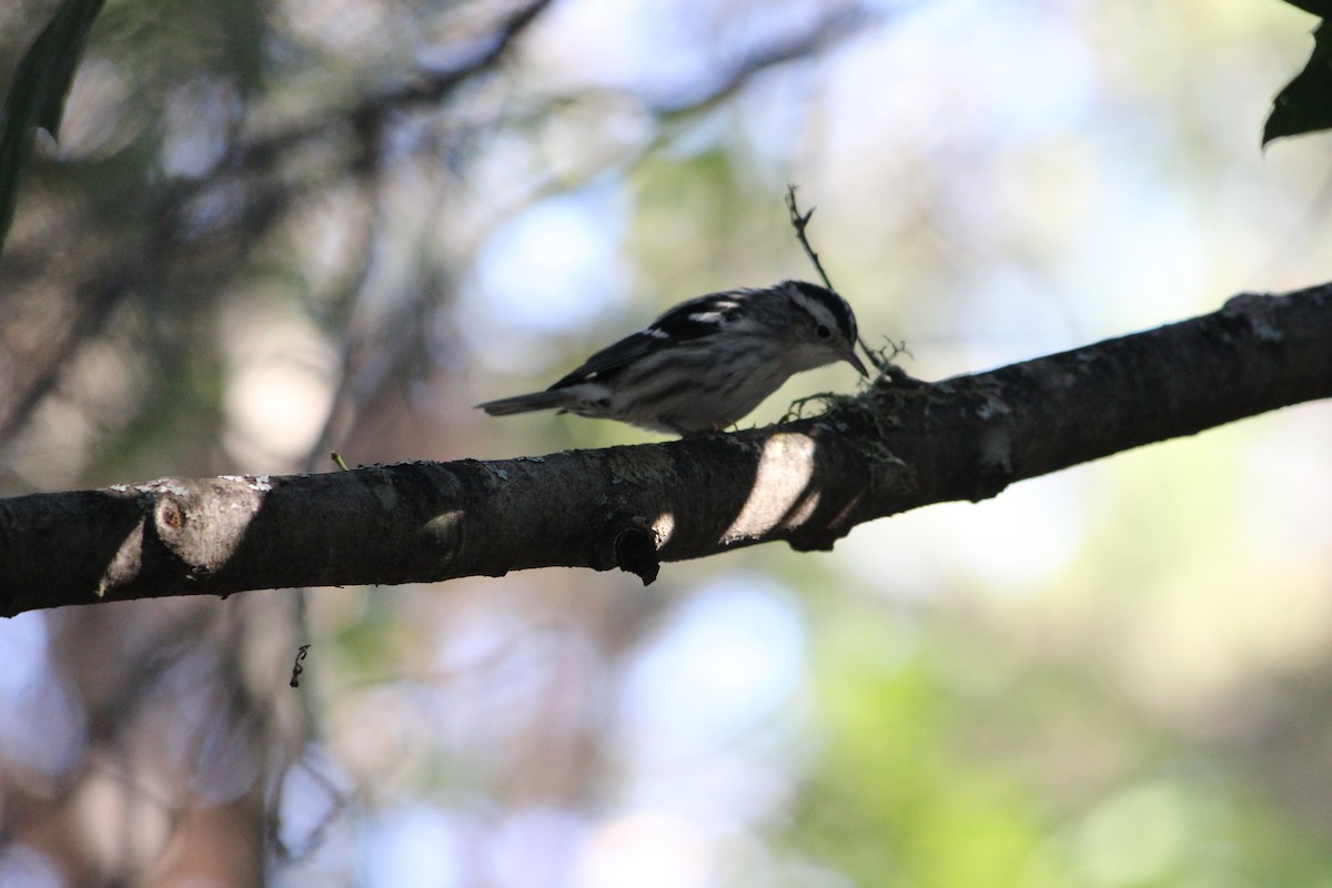 Black-and-white Warbler - ML464468431