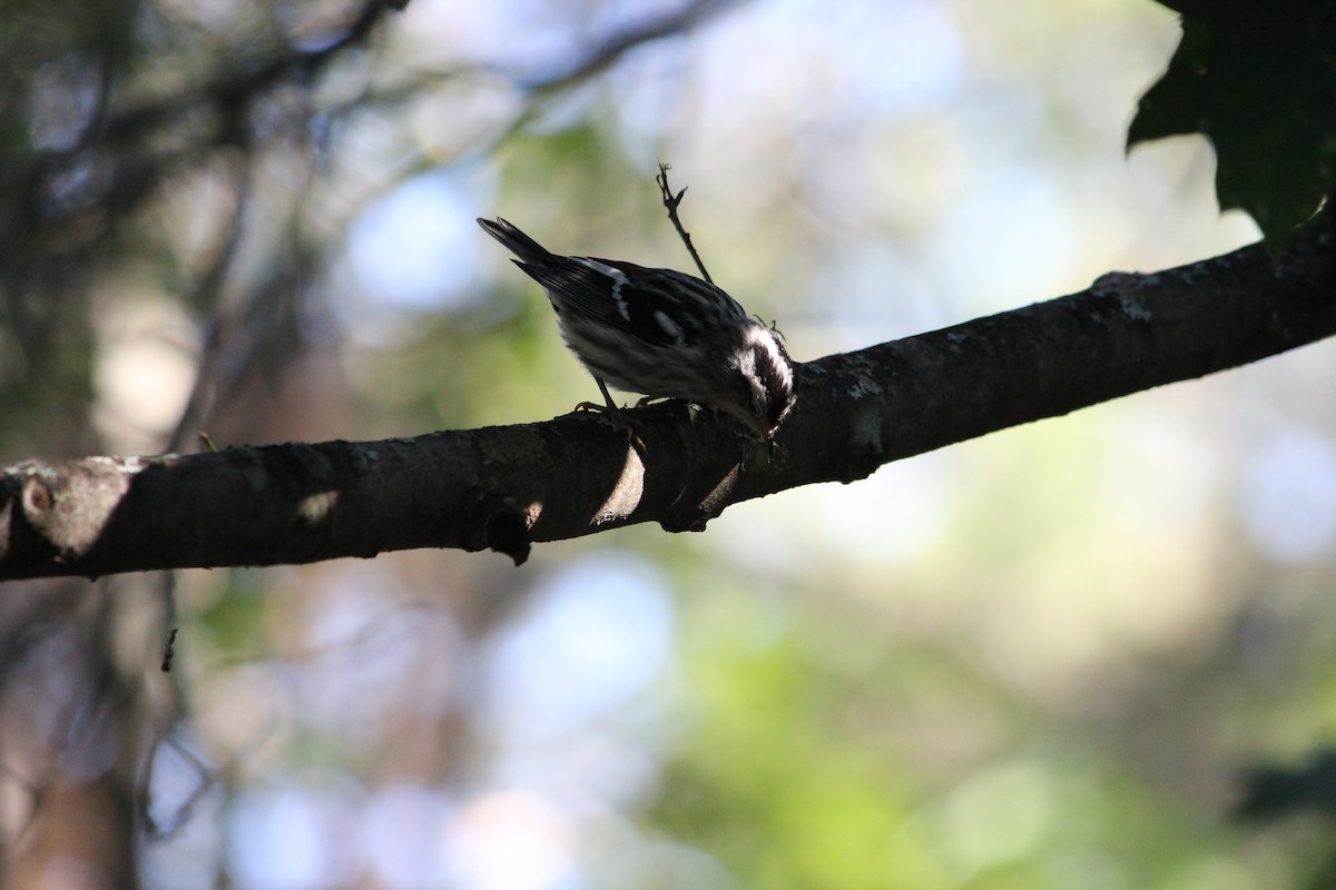 Black-and-white Warbler - ML464468441