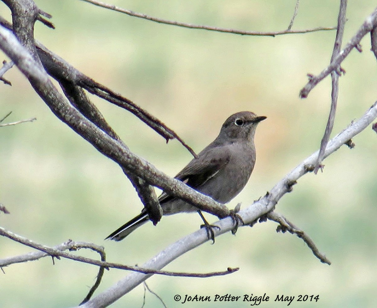 Townsend's Solitaire - ML46446941