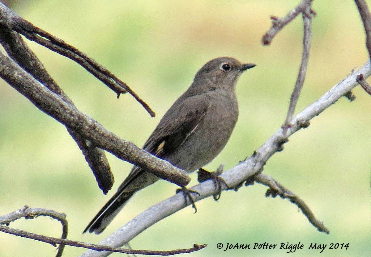 Townsend's Solitaire - ML46446951