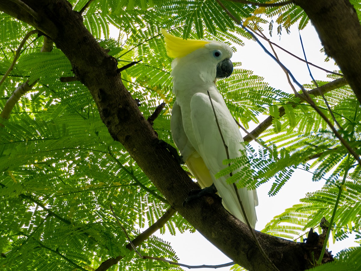 Yellow-crested Cockatoo - ML464470561