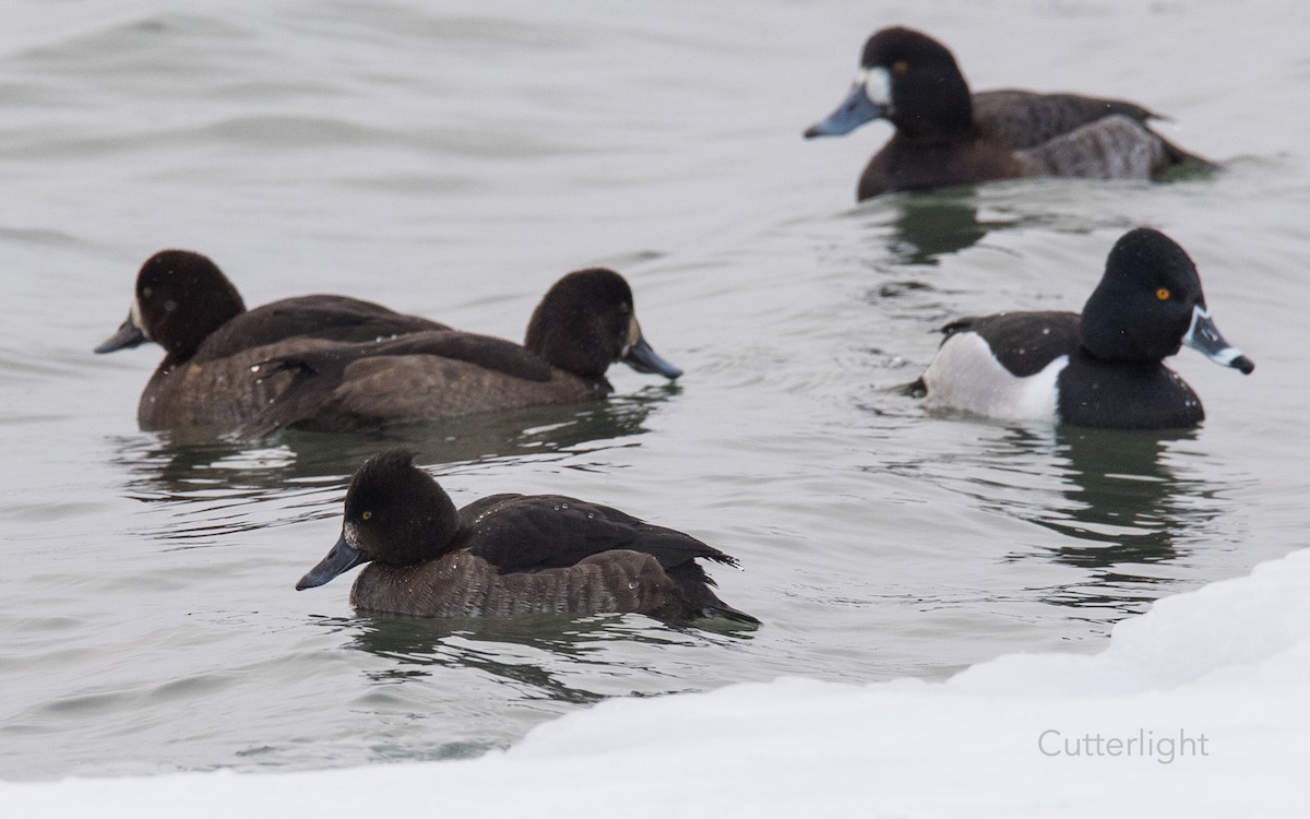 Tufted Duck - Jack Donachy