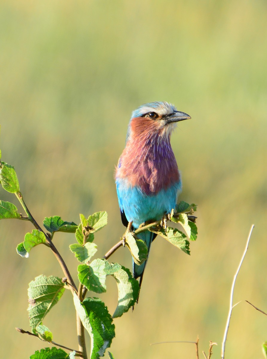 Lilac-breasted Roller - ML46447411