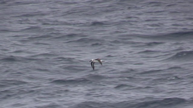 Gray-headed Albatross - ML464477551