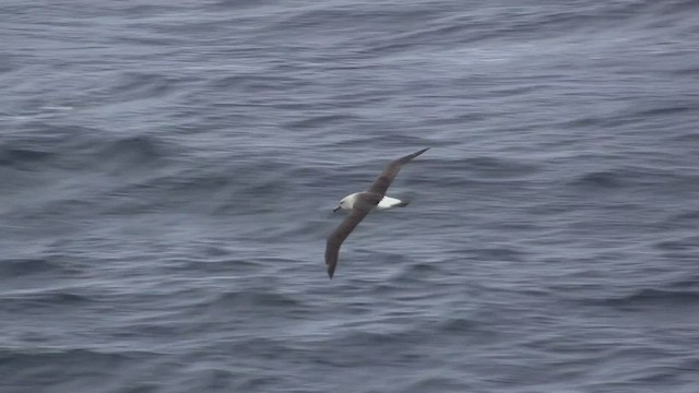 Gray-headed Albatross - ML464480961