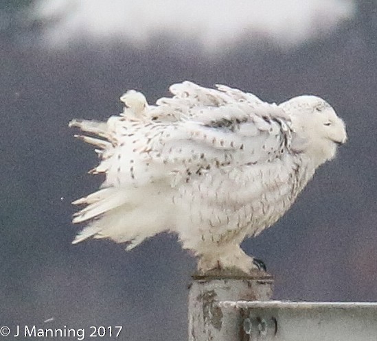 Snowy Owl - ML46448421