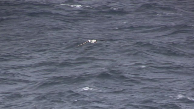 Boz Başlı Albatros - ML464484801