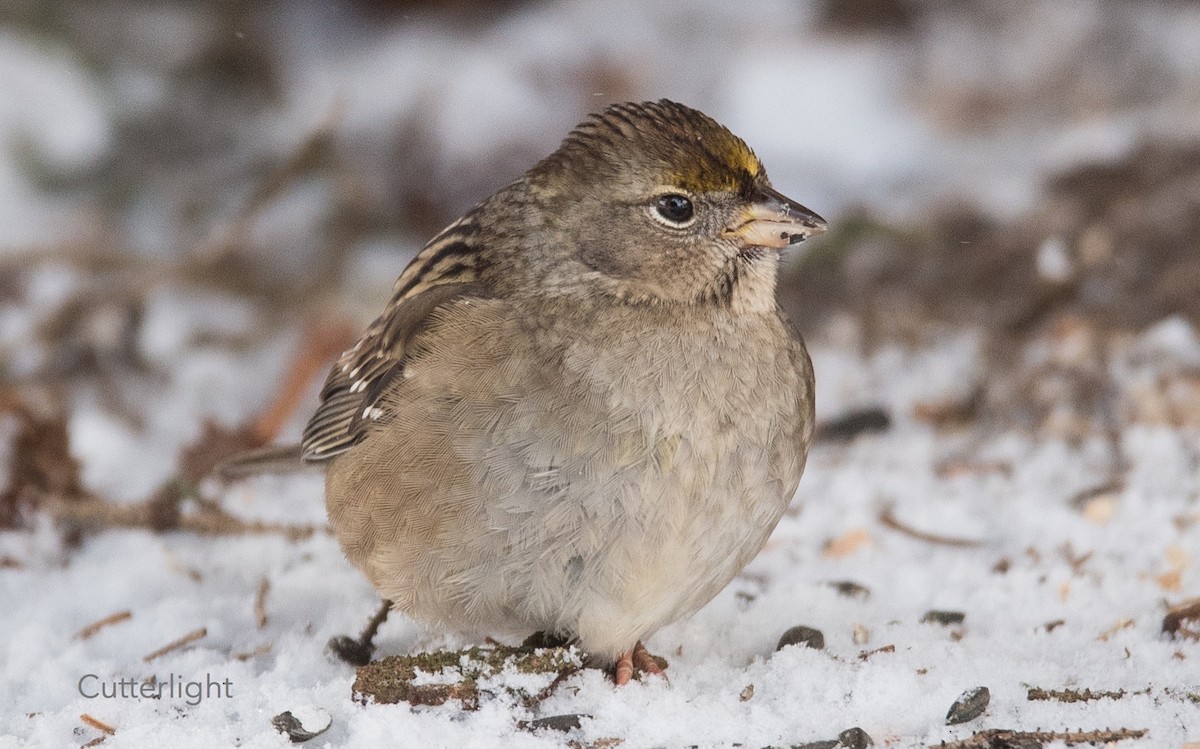 Golden-crowned Sparrow - Jack Donachy