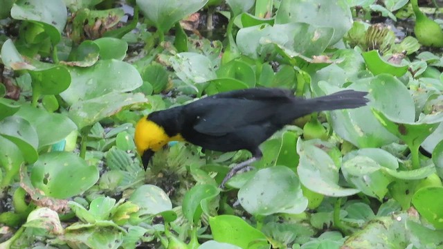 Yellow-hooded Blackbird - ML464486131