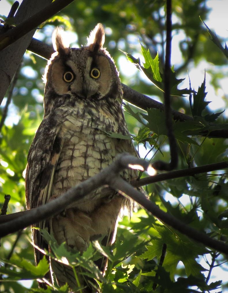 Long-eared Owl - ML464487761
