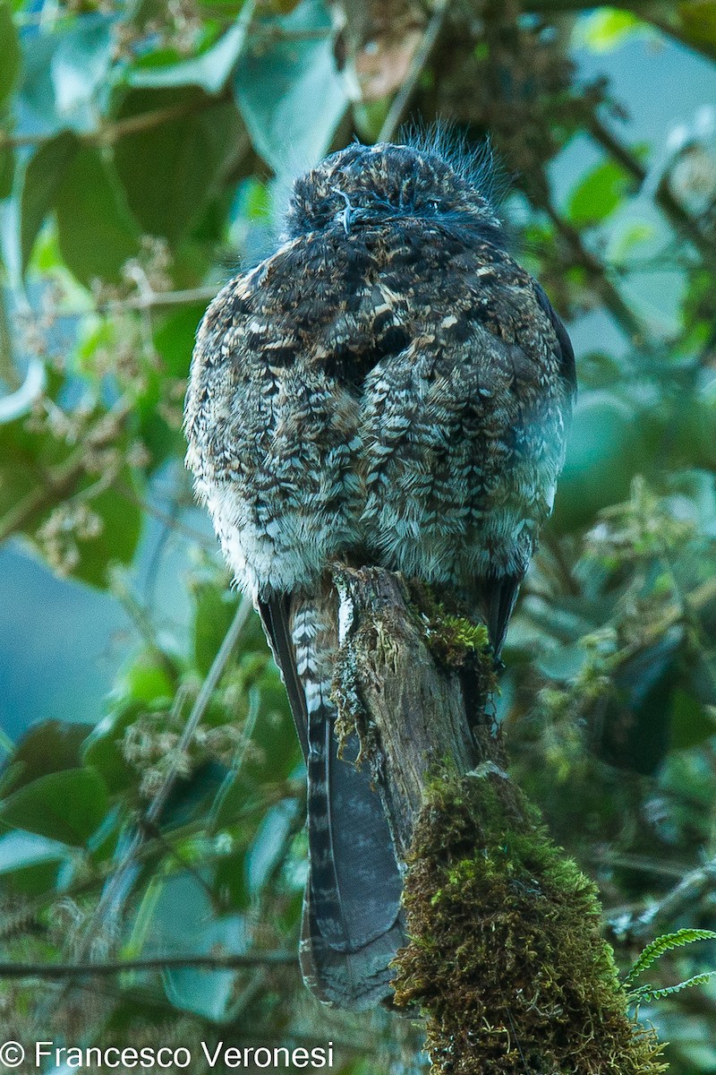 Andean Potoo - ML464491971
