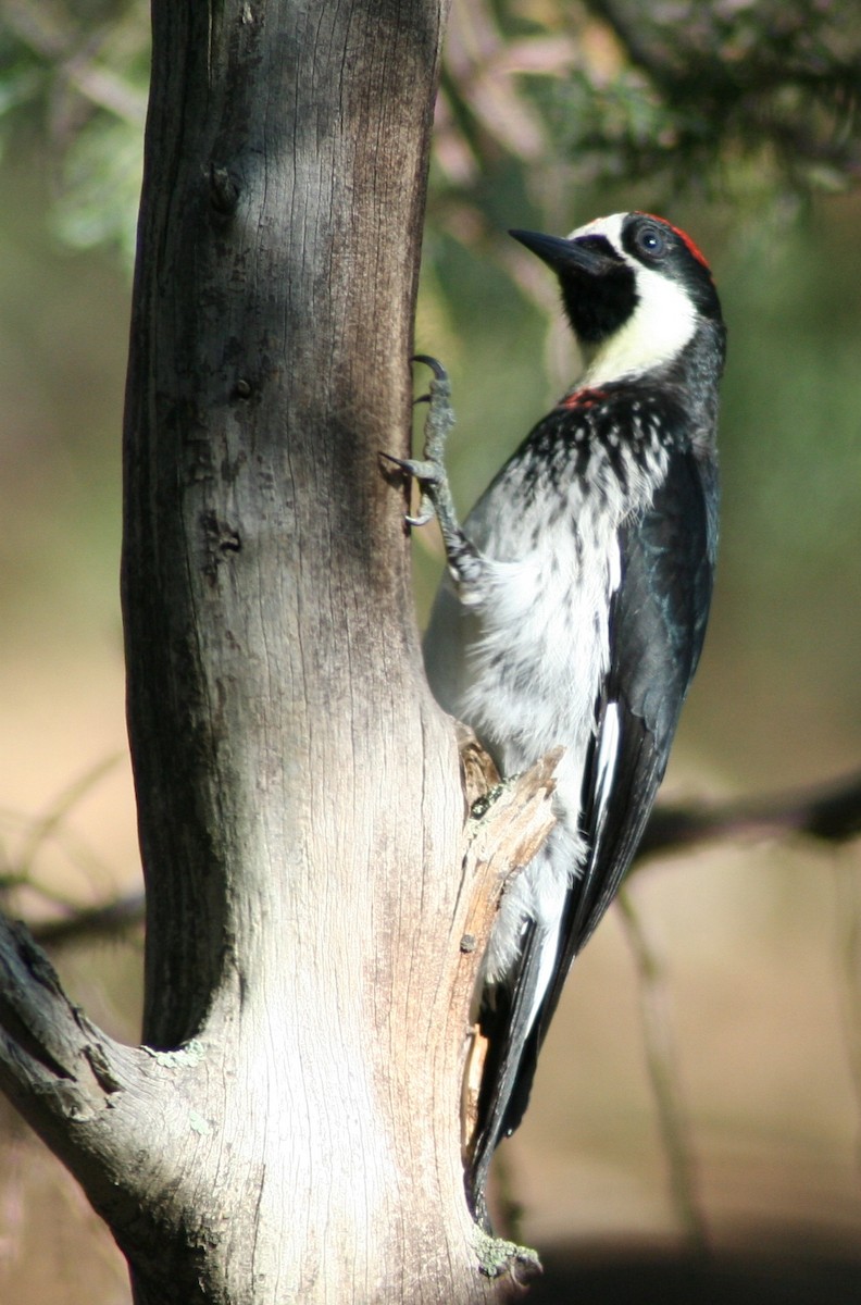 Acorn Woodpecker - ML46449251