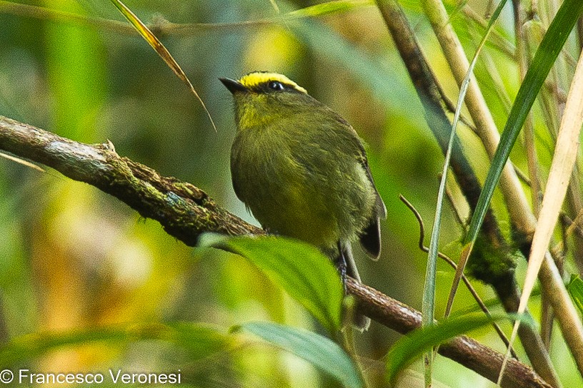 Yellow-bellied Chat-Tyrant - ML464493451