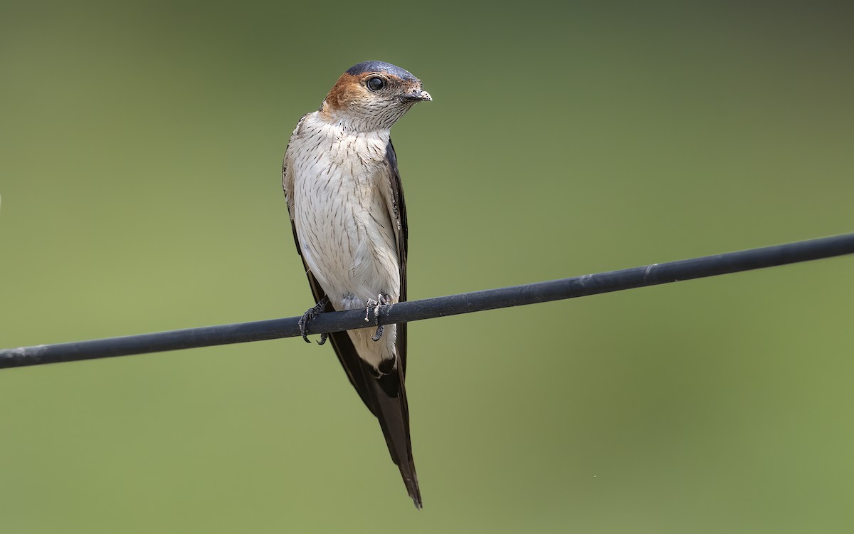 Red-rumped Swallow - ML464494831