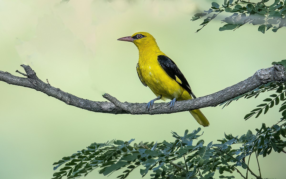 Indian Golden Oriole - ML464495051