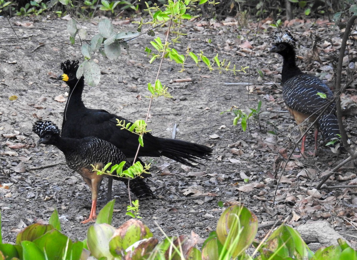 Bare-faced Curassow - ML464497761