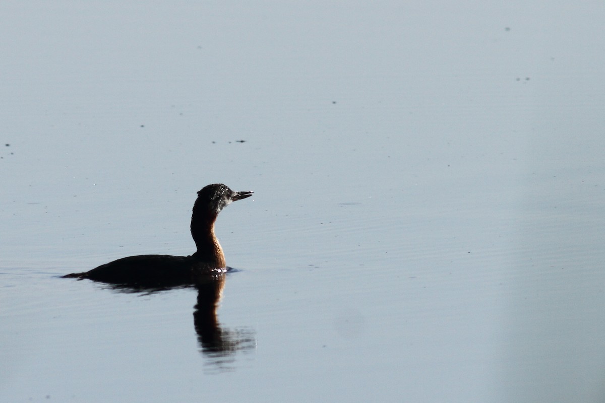 Red-necked Grebe - ML464497811