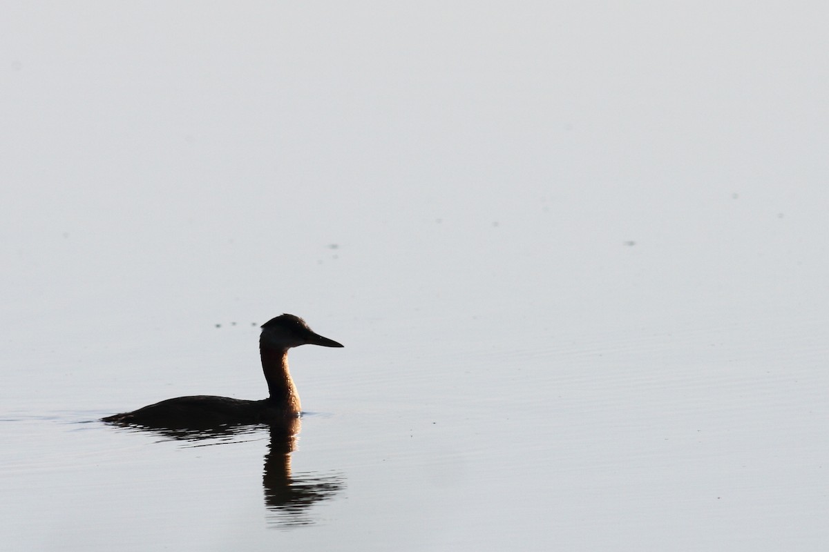 Red-necked Grebe - Patrick Horn