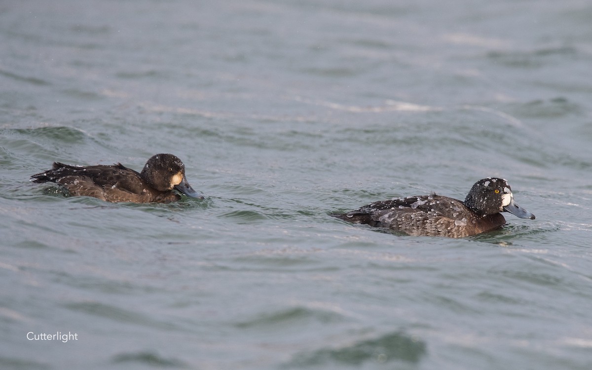 Greater Scaup - Jack Donachy