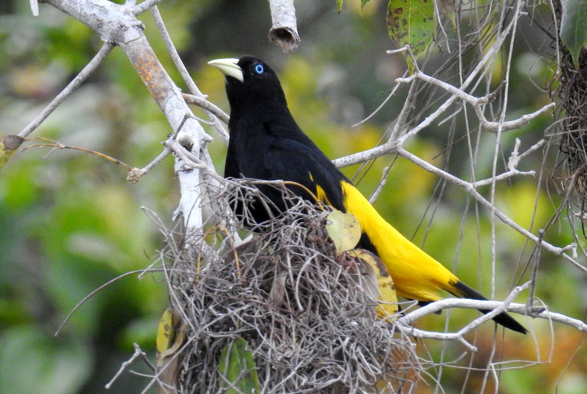 Yellow-rumped Cacique - ML464498701