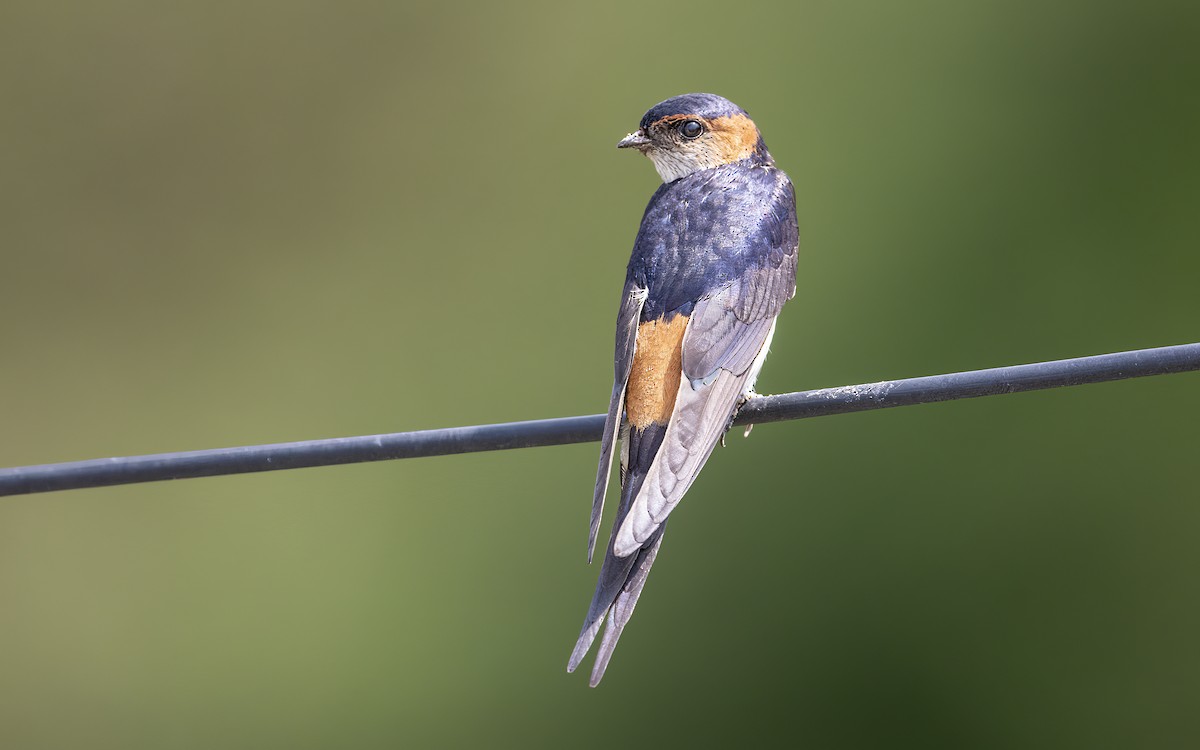 Red-rumped Swallow - ML464500341
