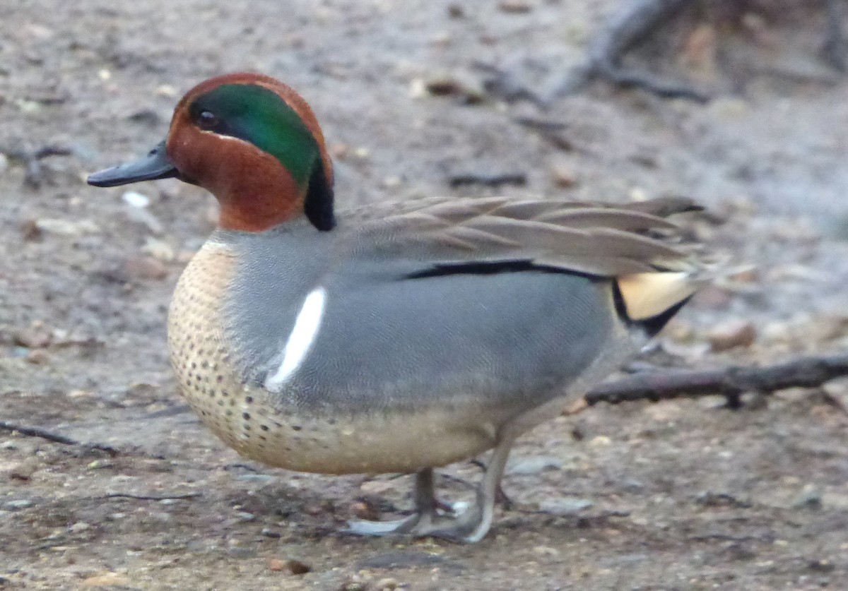 Green-winged Teal - ML46450441