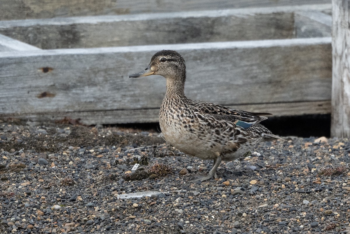 Green-winged Teal - ML464515171
