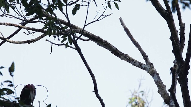 Rotparadiesvogel - ML464516