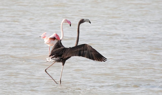 Melanistic individual. - Greater Flamingo - 
