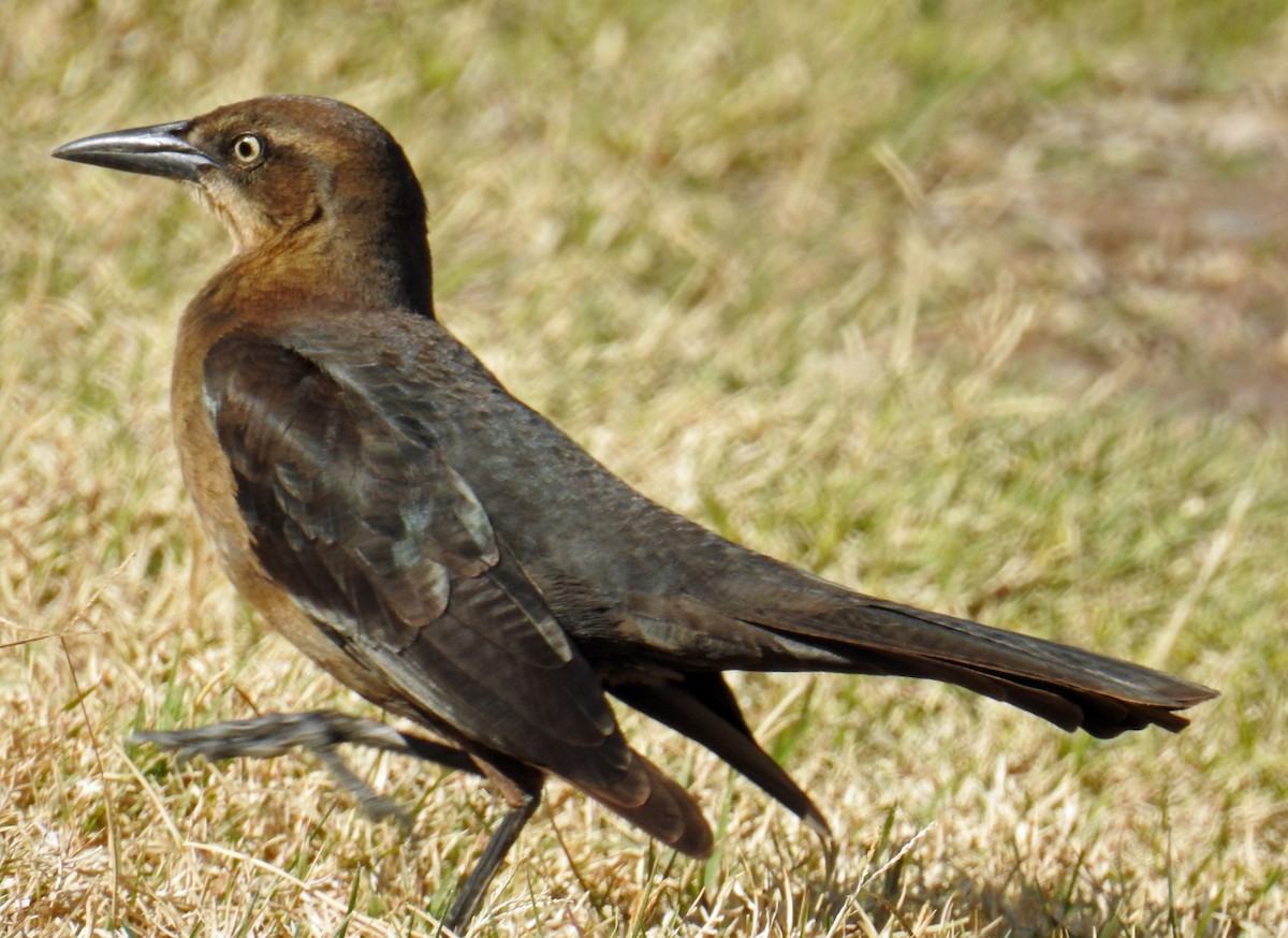 Great-tailed Grackle - ML46452361