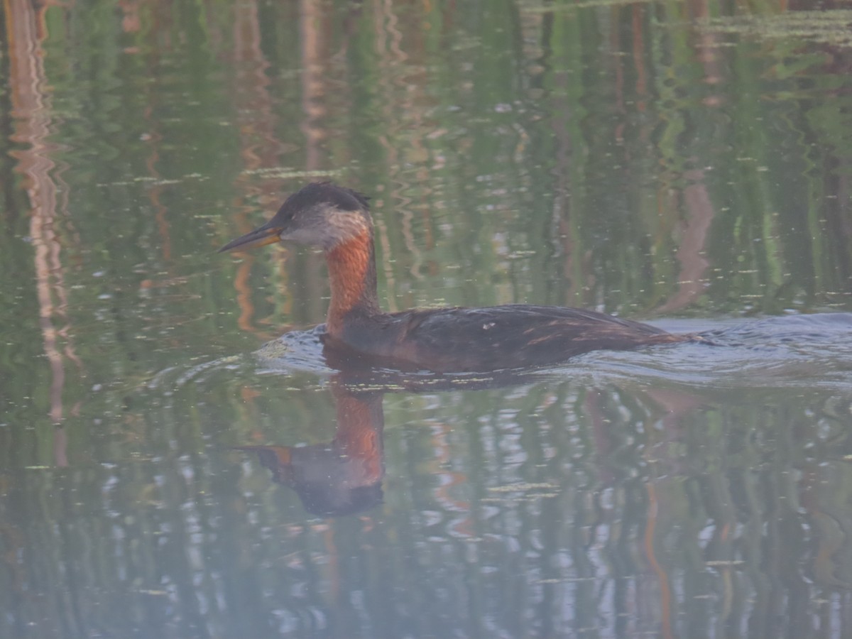 Red-necked Grebe - ML464528301