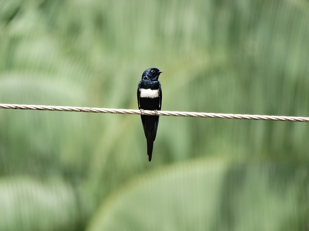 White-banded Swallow - ML46453141