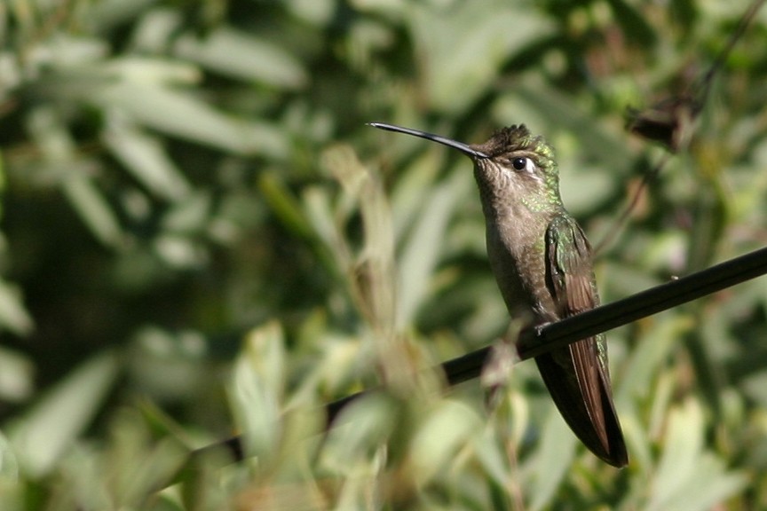 Rivoli's Hummingbird - Matt Sadowski
