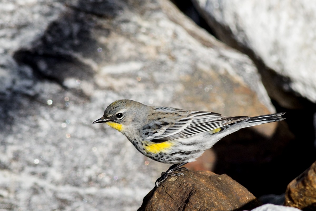 Yellow-rumped Warbler (Audubon's) - ML46453261