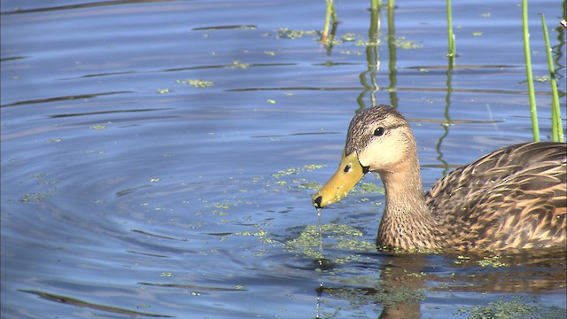Mottled Duck (Florida) - ML464533