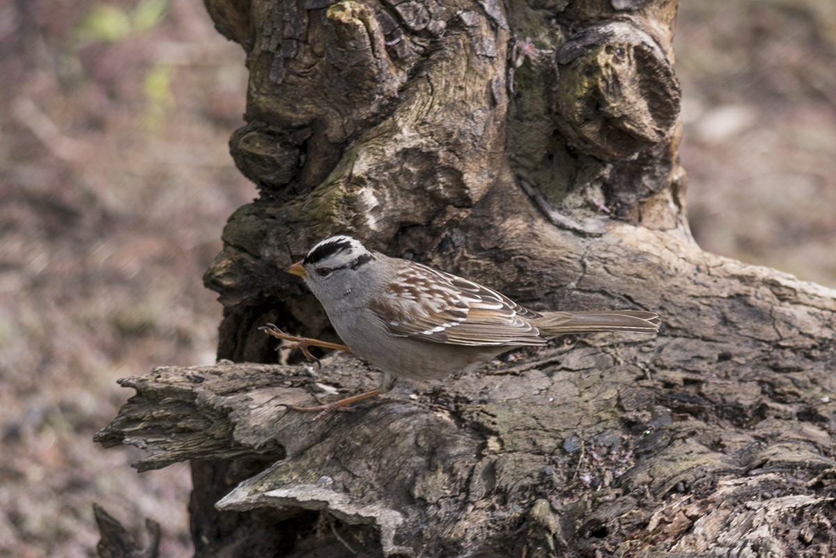 White-crowned Sparrow - ML46453351