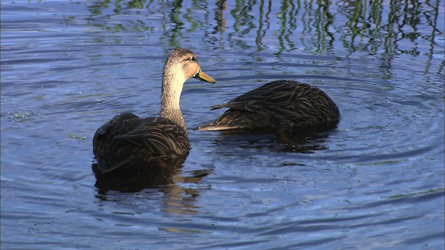 Mottled Duck (Florida) - ML464534