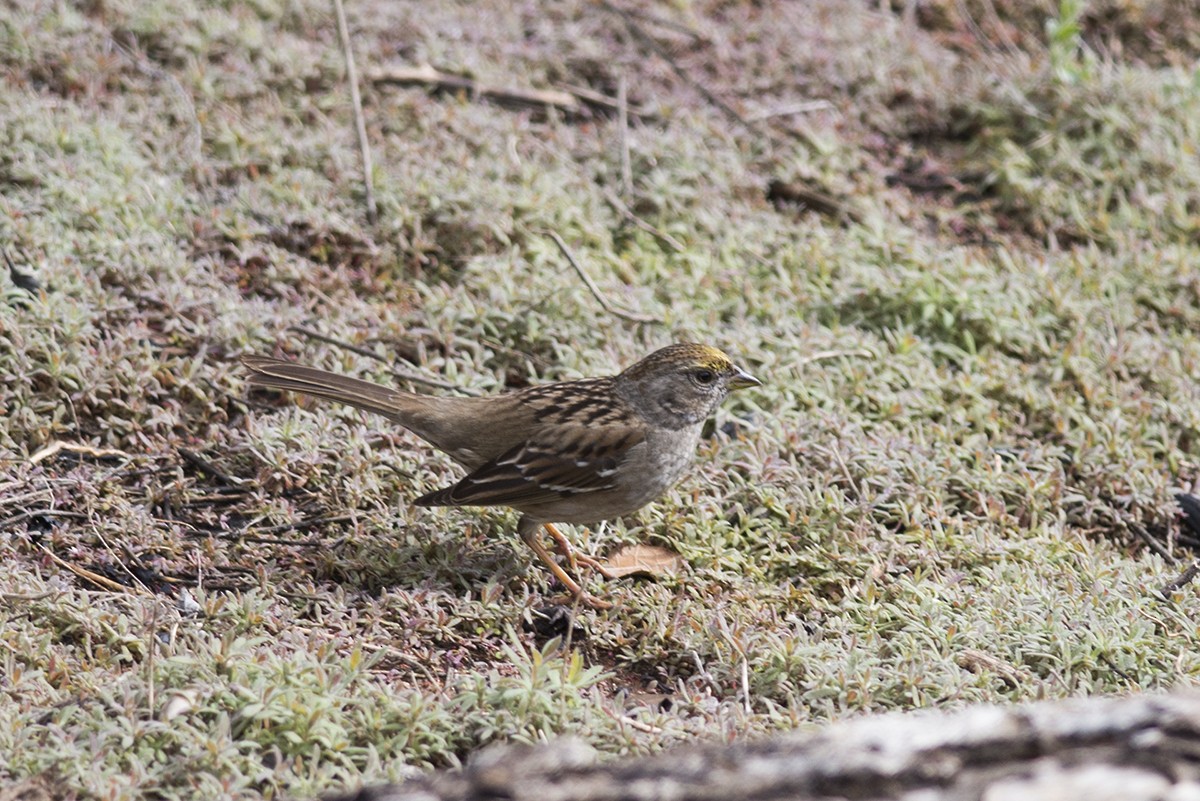 Golden-crowned Sparrow - ML46453401