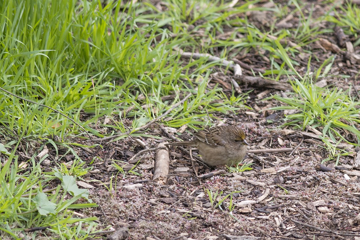 Golden-crowned Sparrow - ML46453411