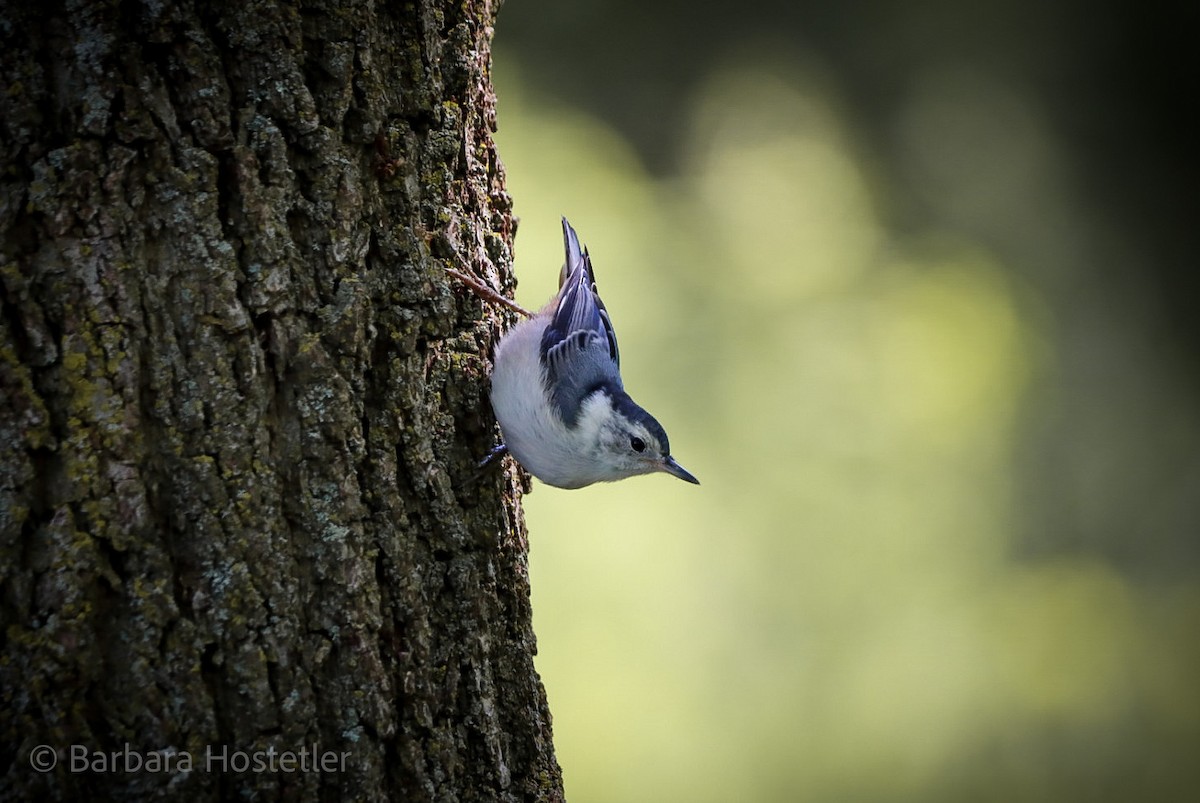 White-breasted Nuthatch - ML464534191