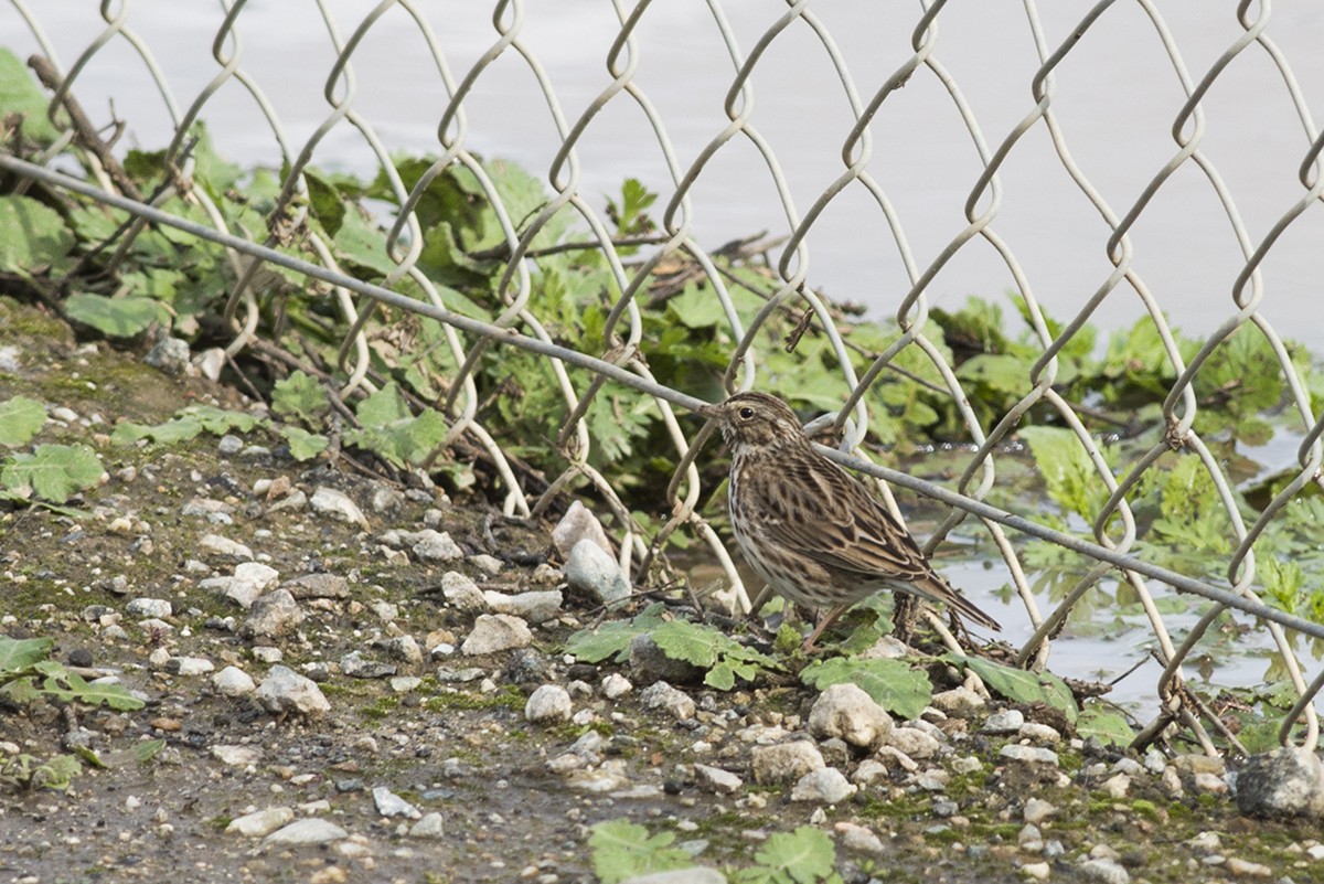 Savannah Sparrow (Savannah) - ML46453481